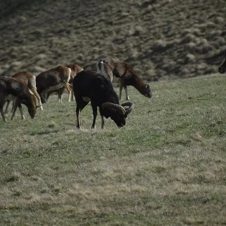 Chmielnik * Pieszyce