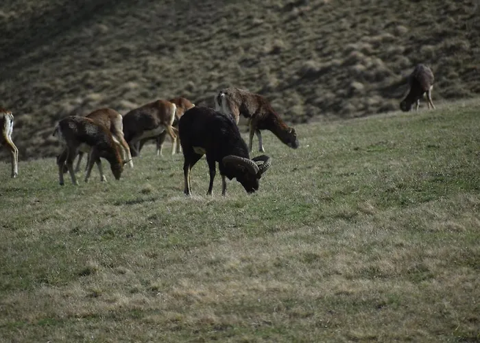 Chmielnik * Pieszyce